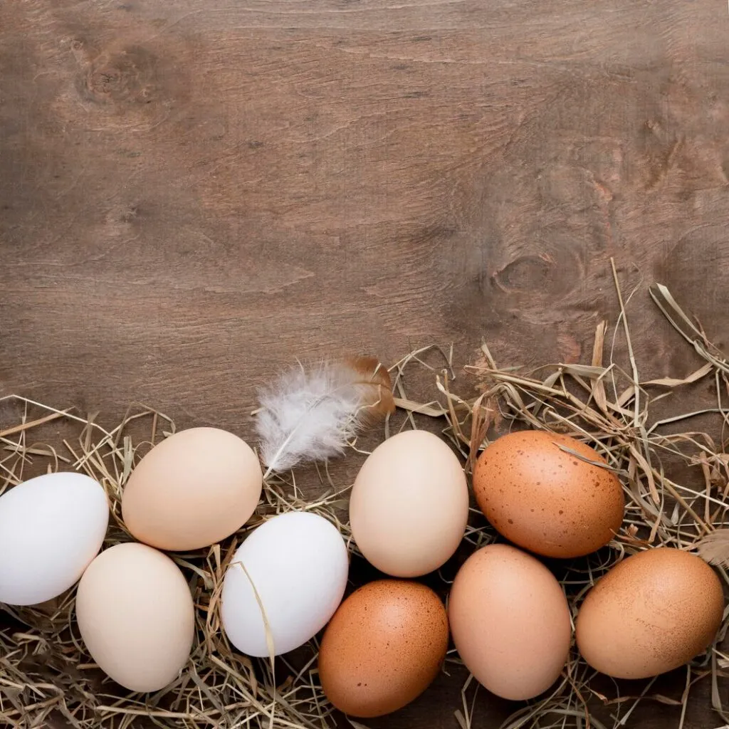 regular chicken eggs