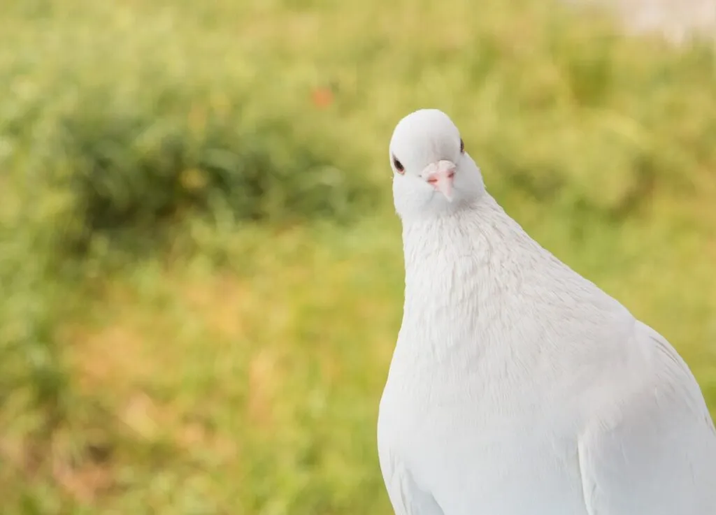 Pigeon Breeds 101