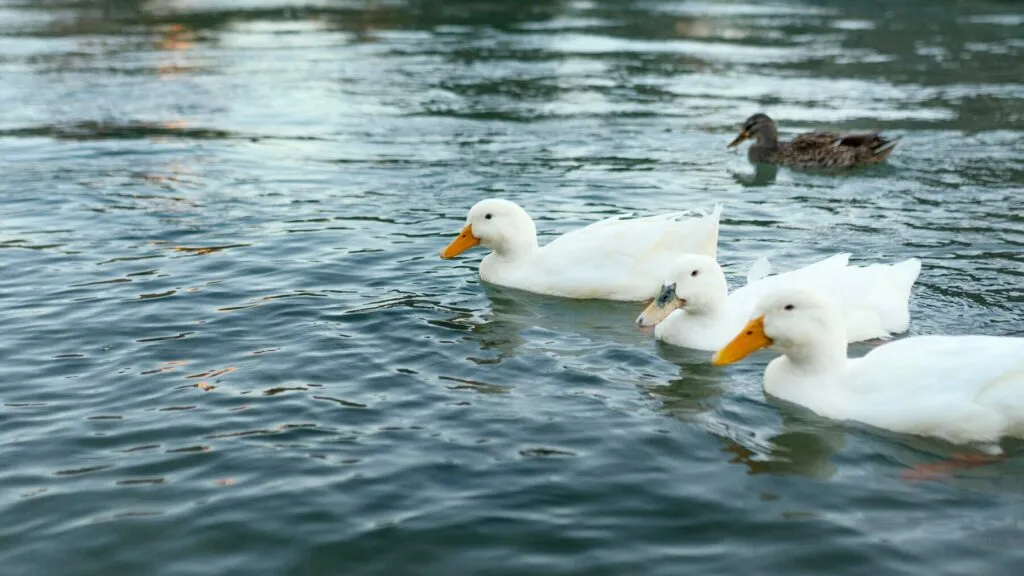 What Can You Feed Ducks