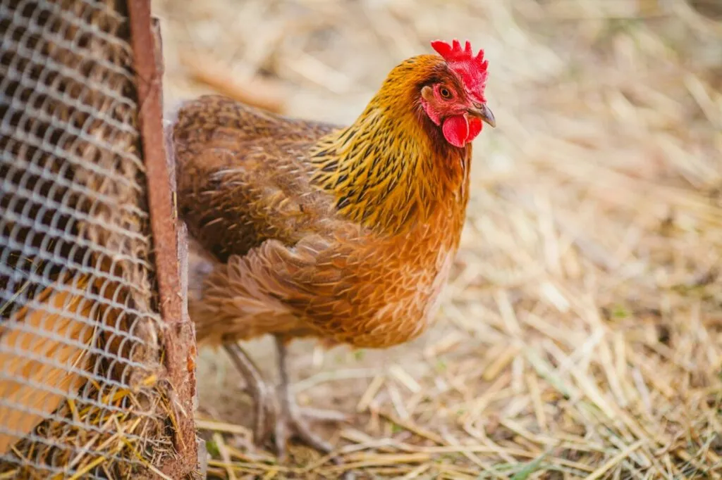 Chicken Manure in Composting