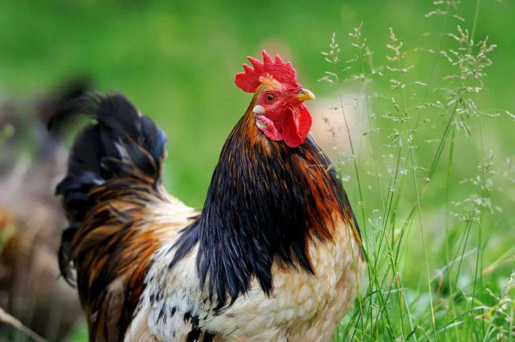Can Chickens Eat Potatoes?