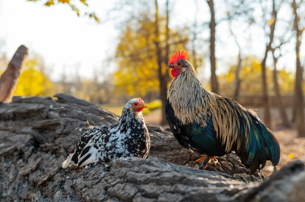 garlic chickens