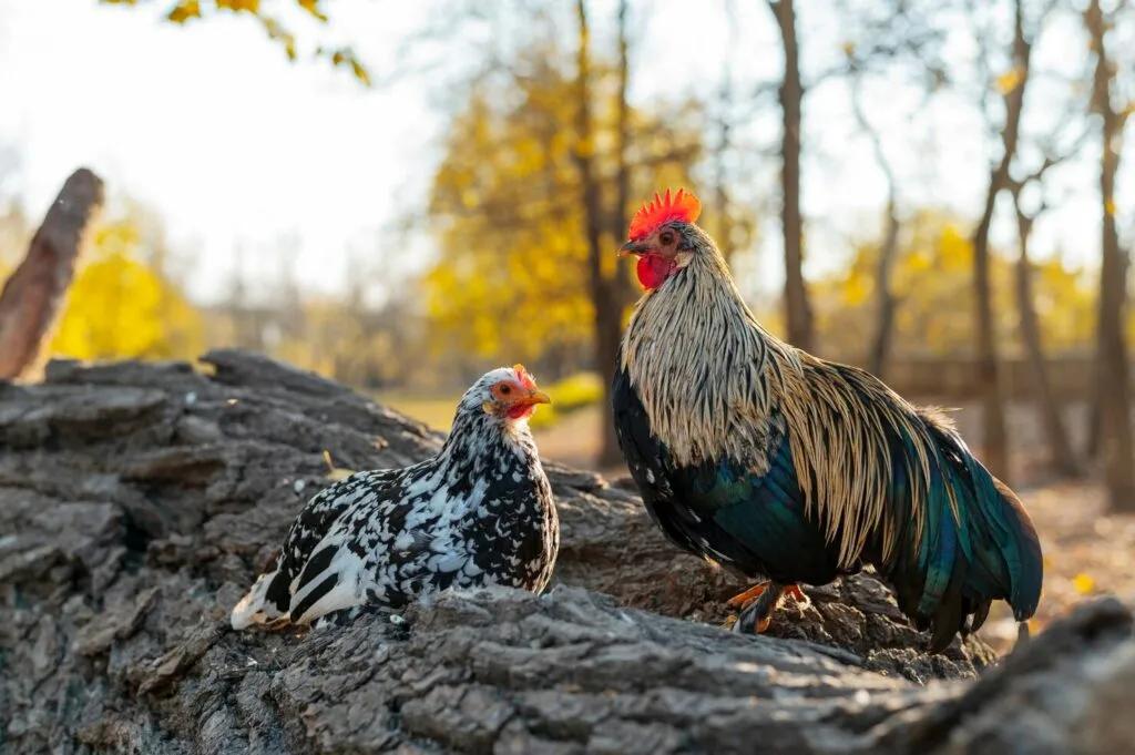 feeder for chickens