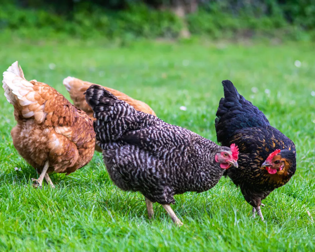 Can Chickens Eat aPotatoe