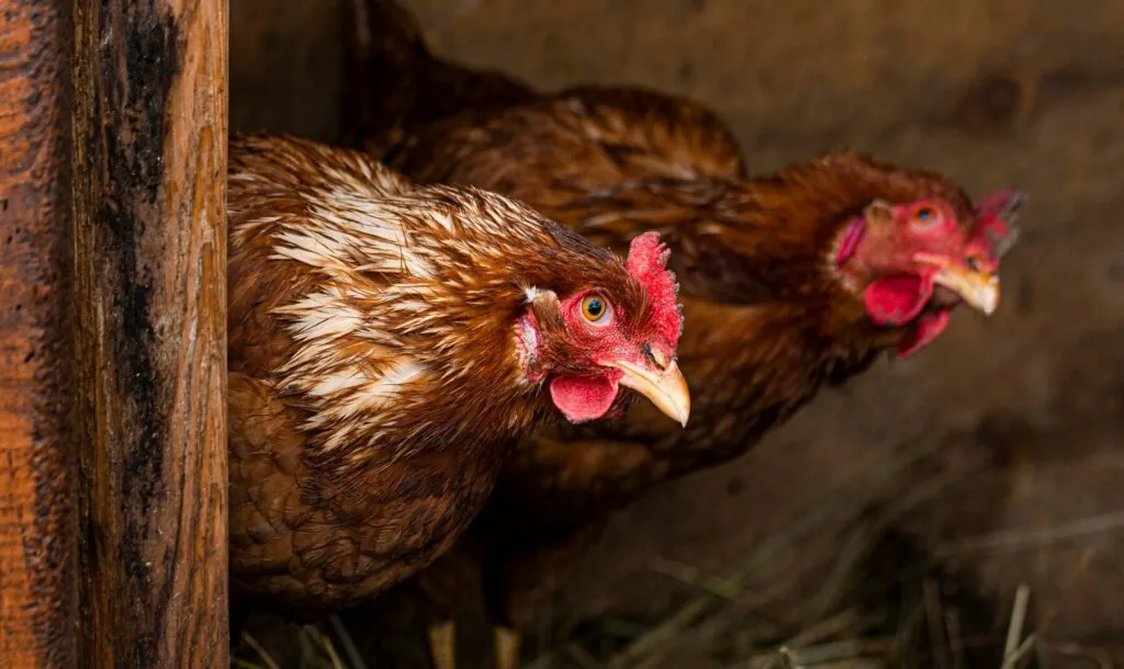 rats digging under chicken coop