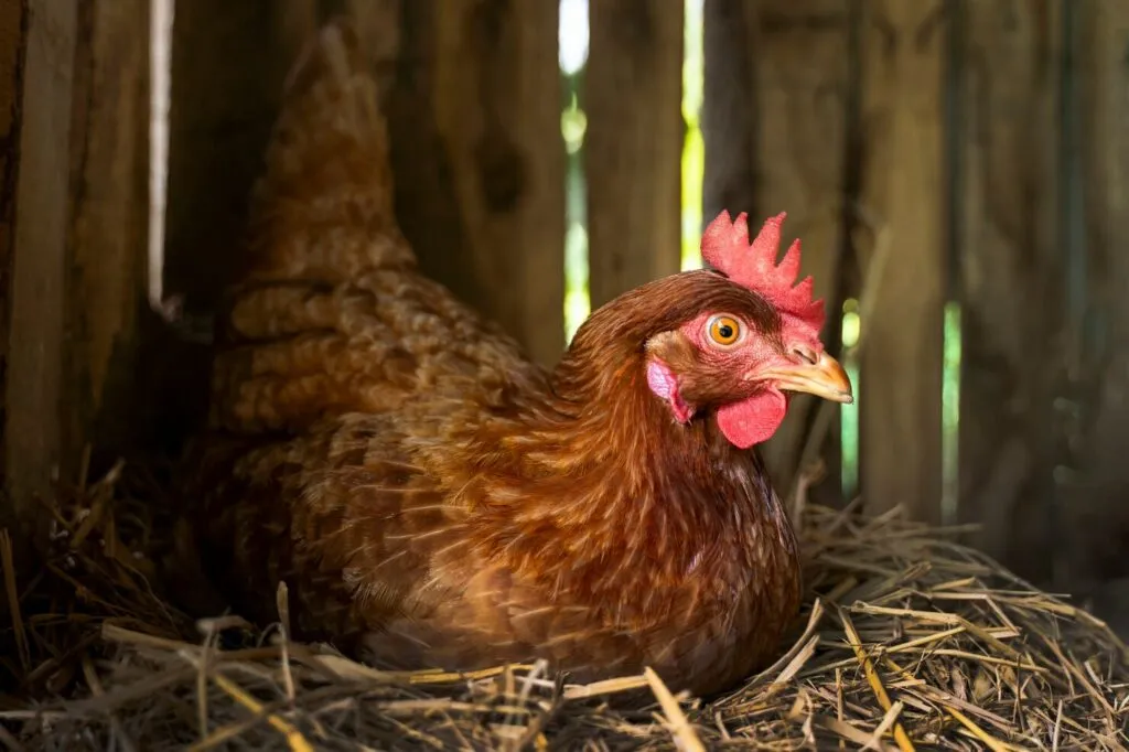 Chicken Treats for Chickens