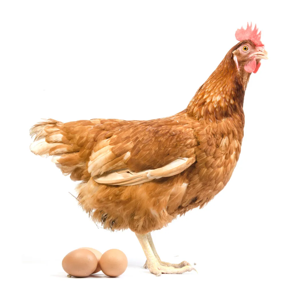brown hen