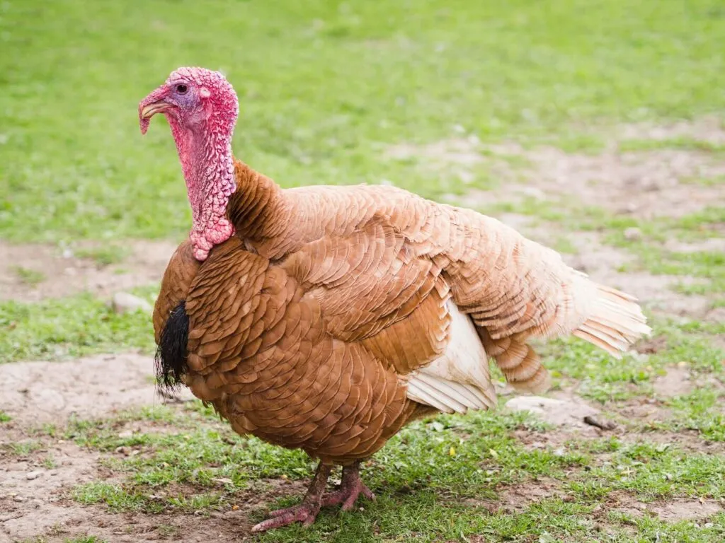 brown turkey