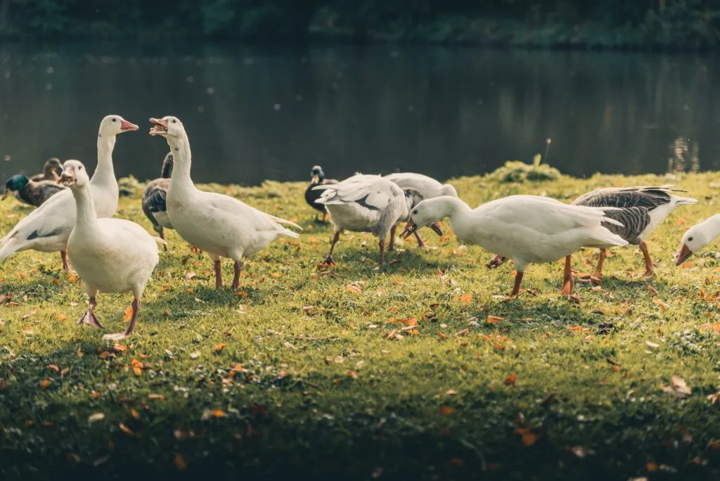 White Chinese Geese