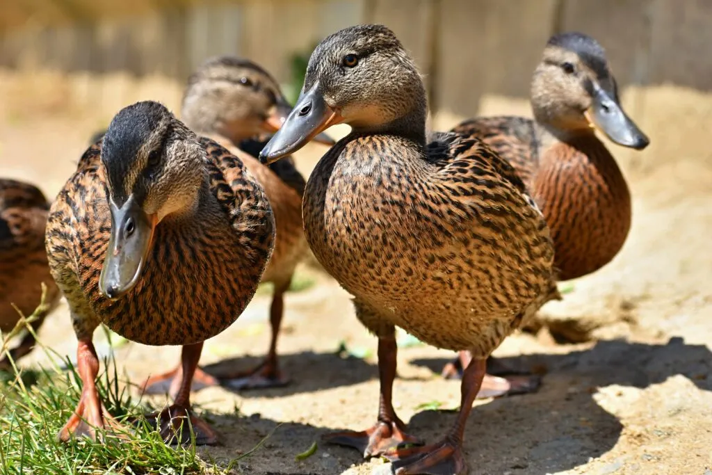 duck pasture management