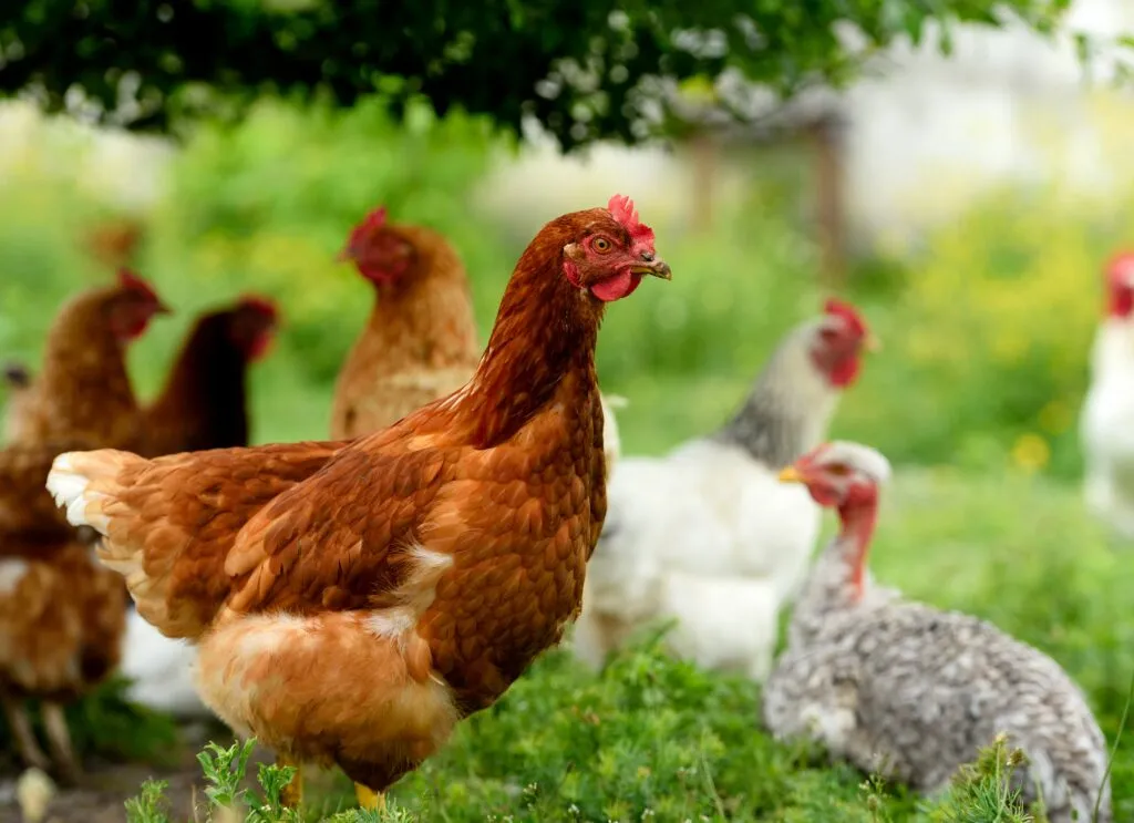 How Much Space Do Chickens Need?