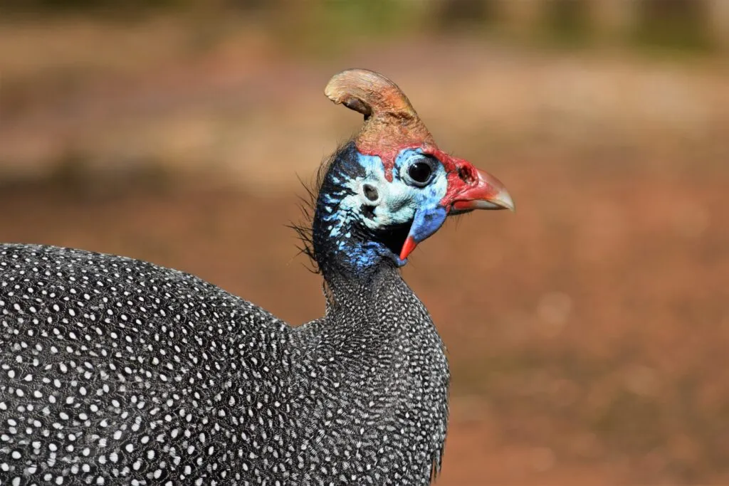 Guinea Fowl Feed