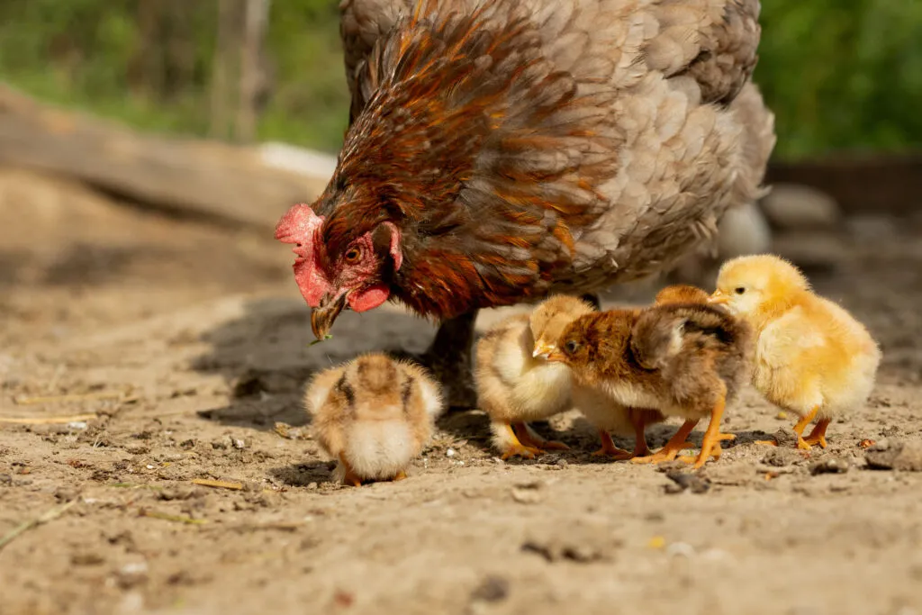Vitamin A for Chickens