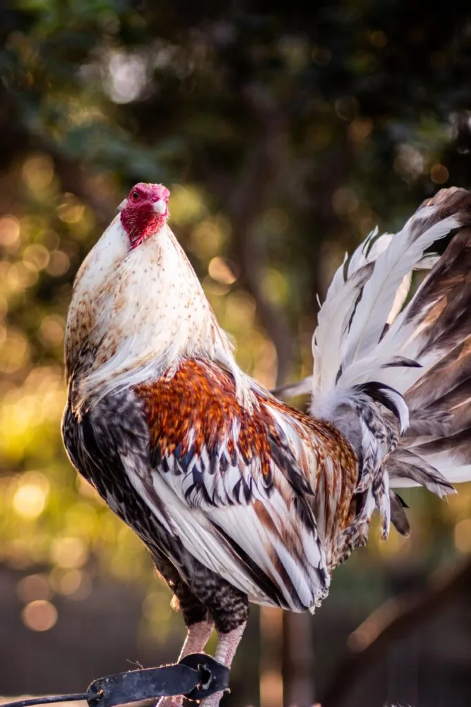 American Game Chickens