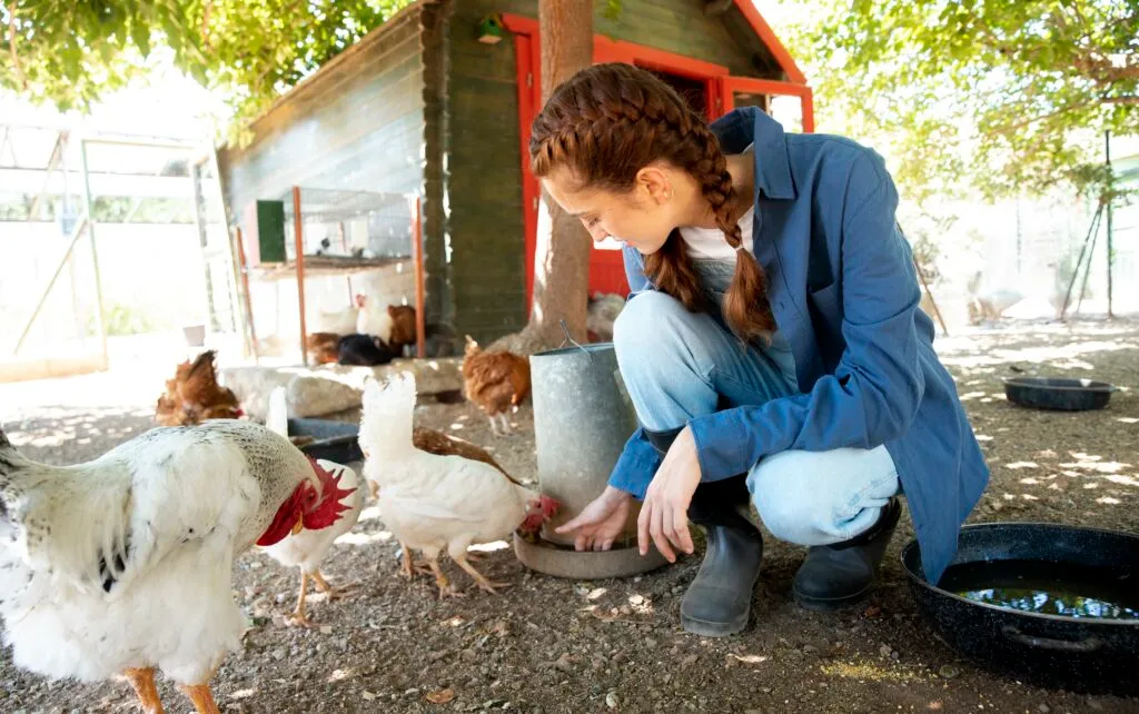 Gravity Feeders for Chickens