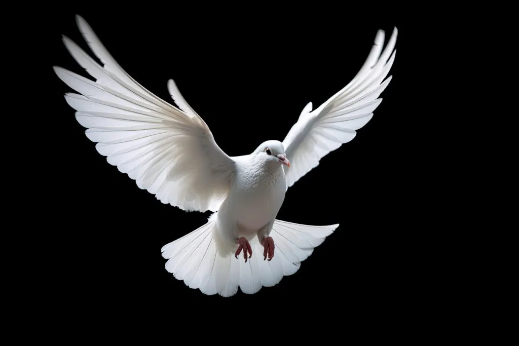 What Doves Eat in Captivity