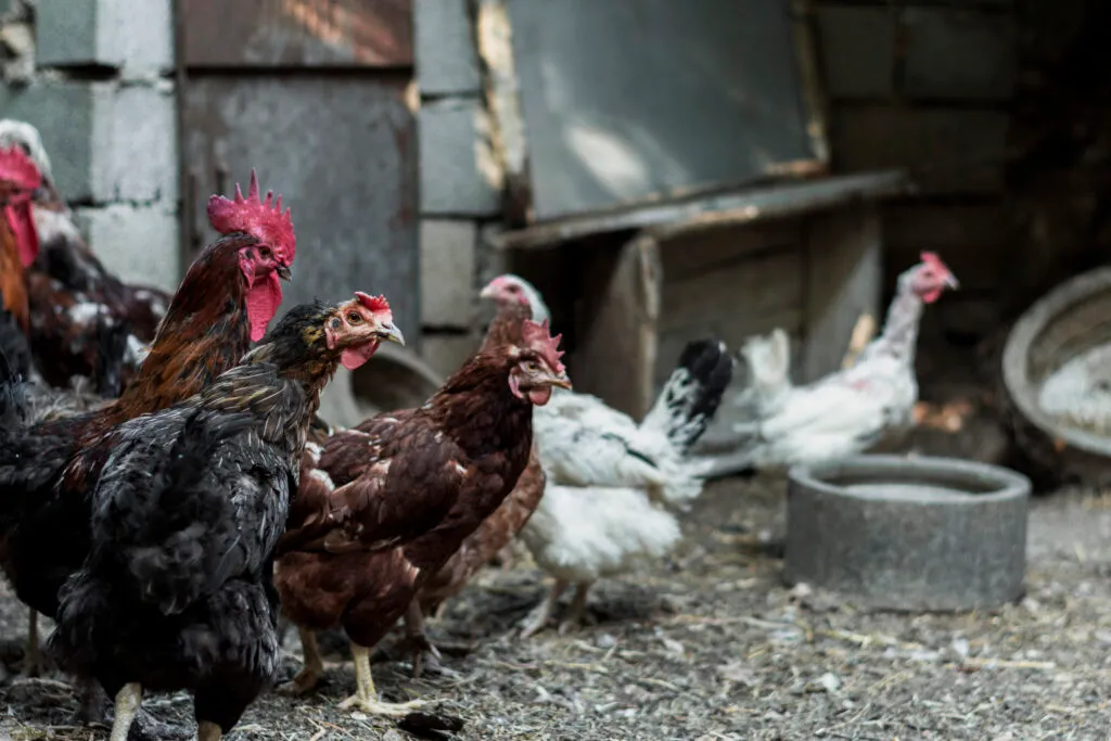 Chickens in the City