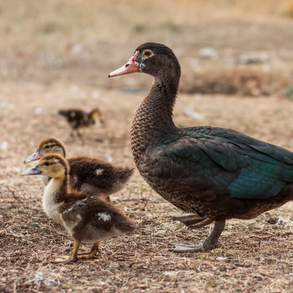 Blue Ducks