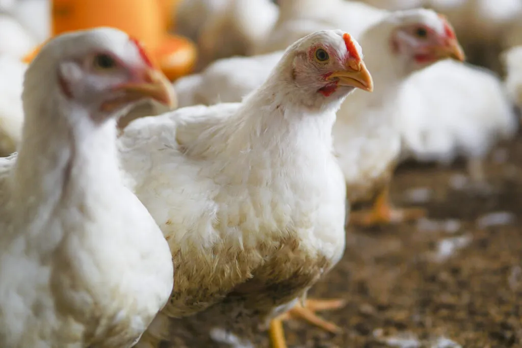 What to Give Chickens When they are Sick?