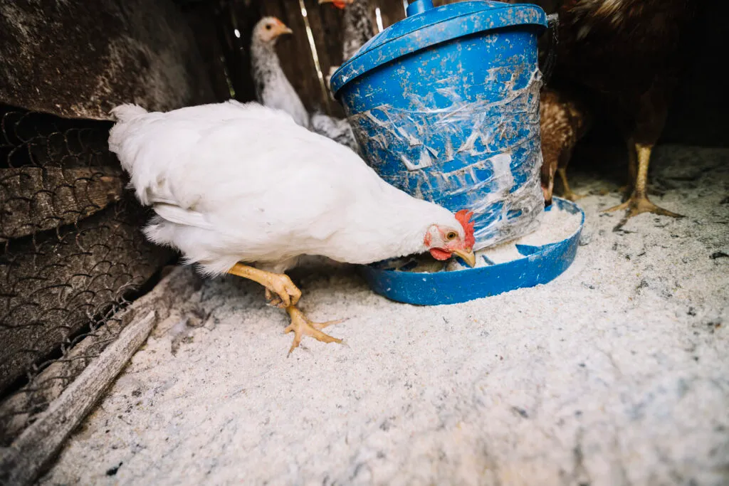 Heated Chicken Waterers