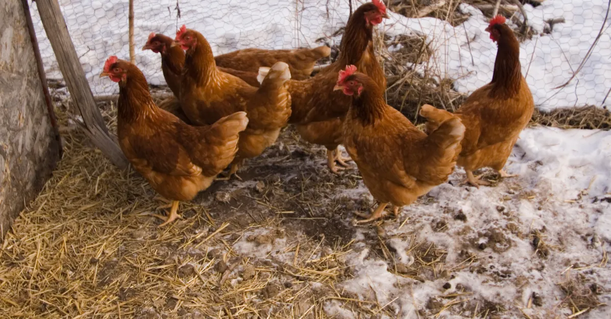 chicken in snow